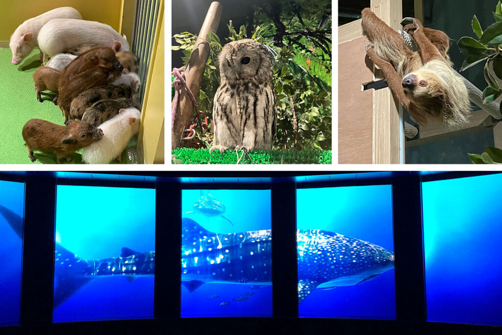 DMMかりゆし水族館
