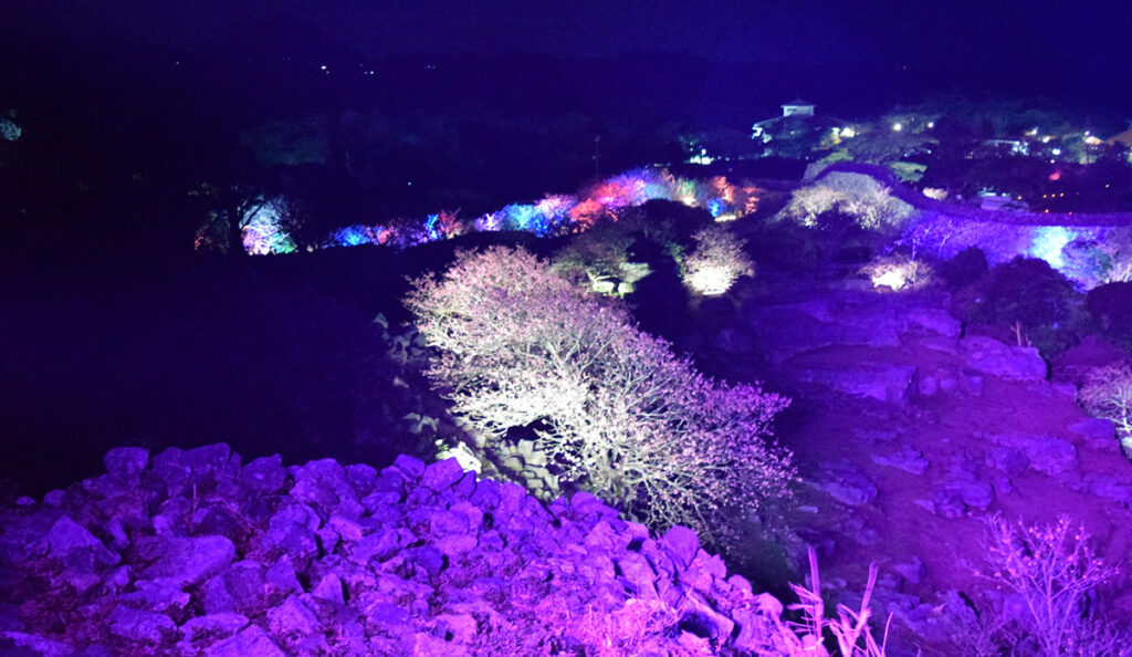 今帰仁桜祭りライトアップ