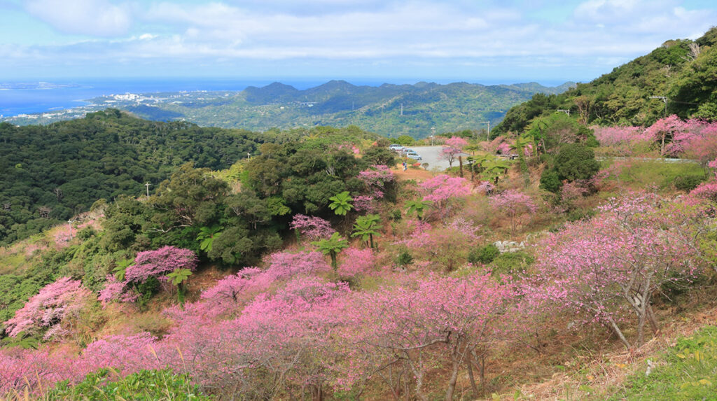 八重岳桜