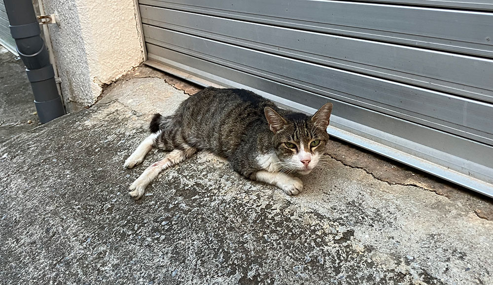 商店街の猫
