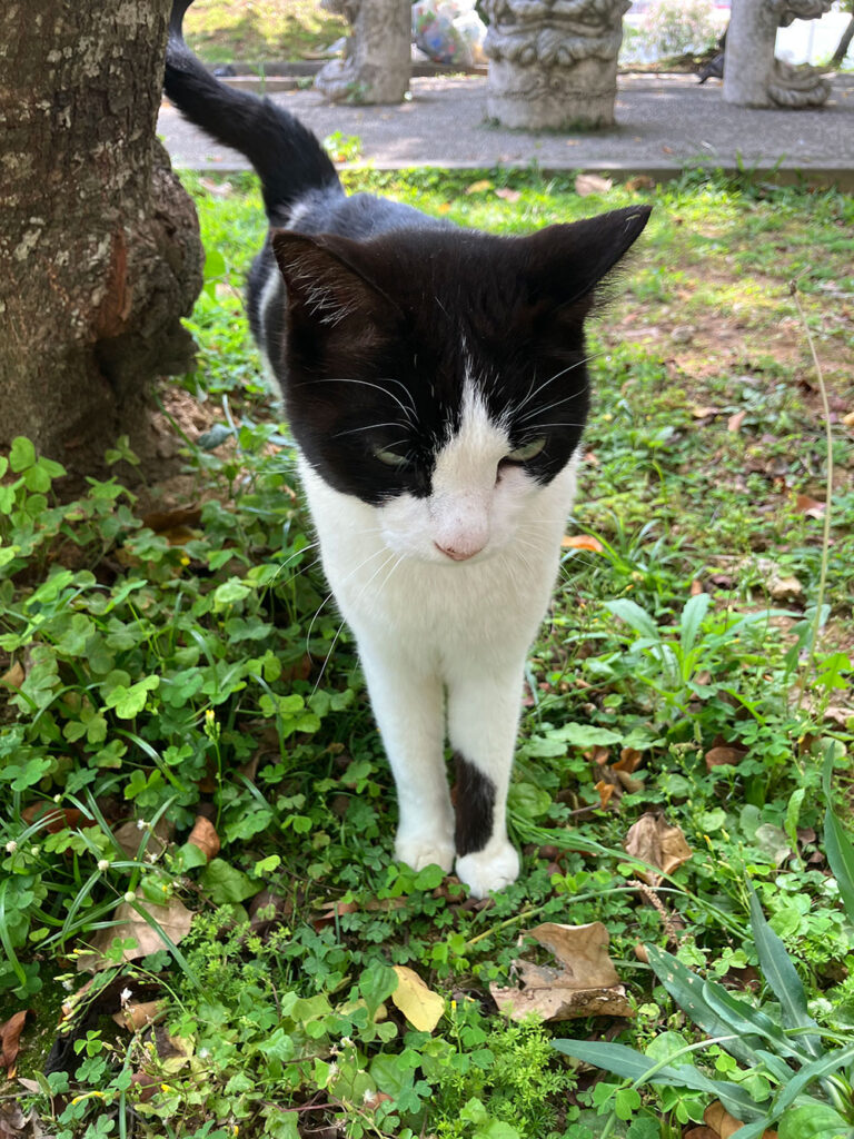 希望丘の猫
