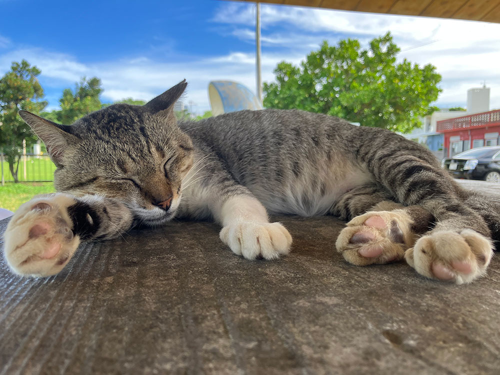 奥武島の猫