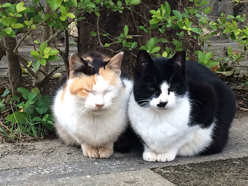 奥武山公園の猫