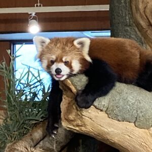 チャルくん