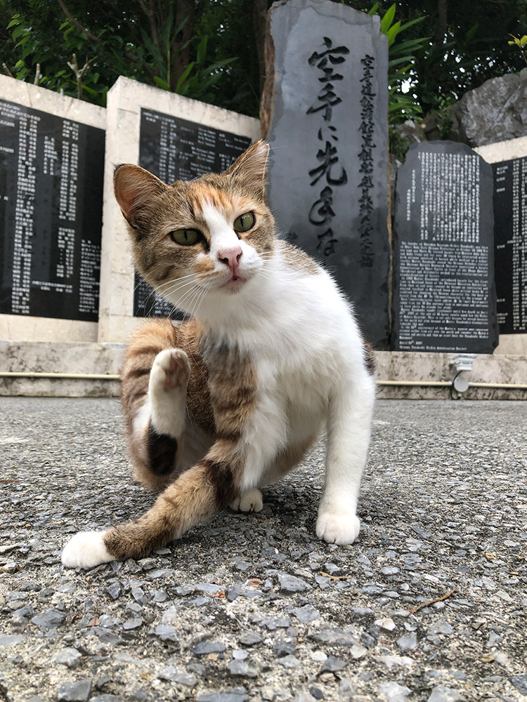 奥武山公園の猫
