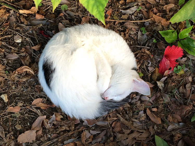 奥武山公園の猫