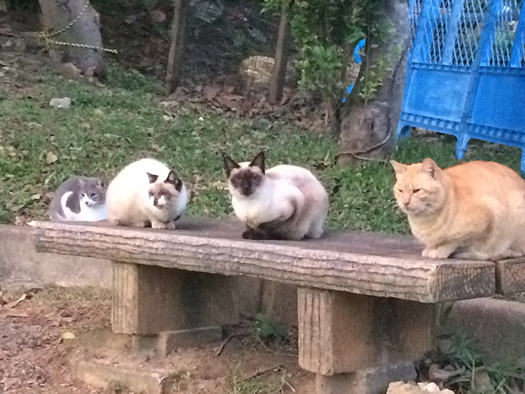奥武山公園の猫