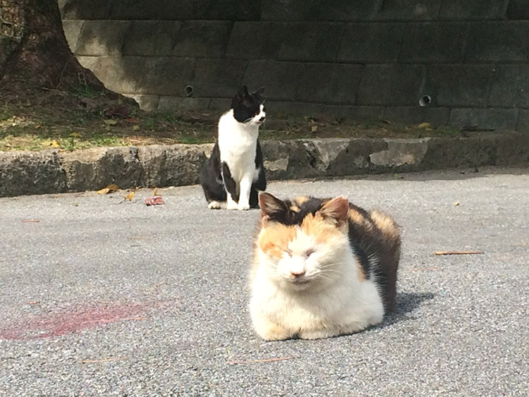 奥武山公園の猫