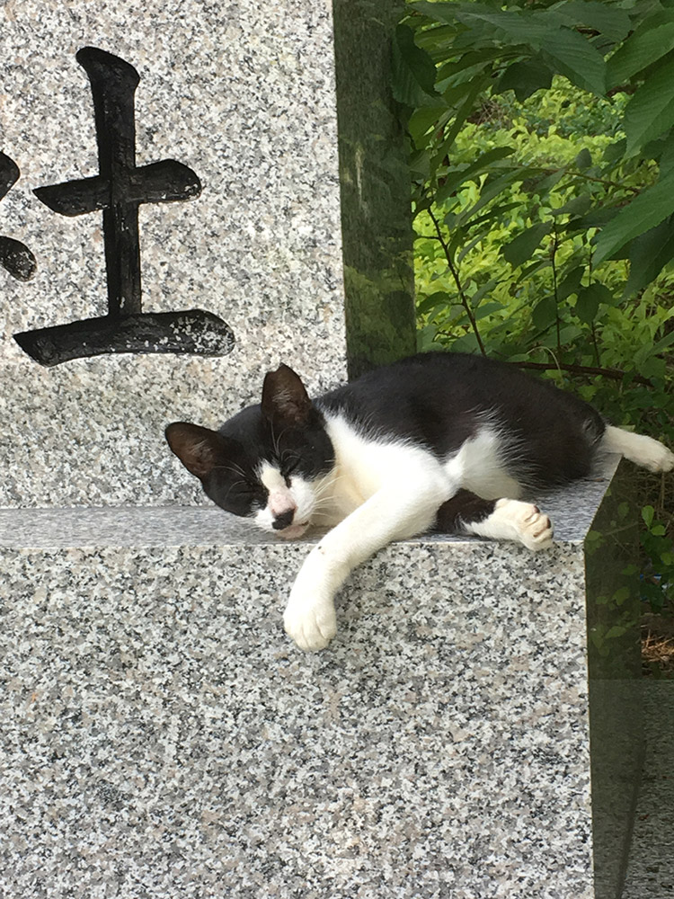 奥武山公園の猫
