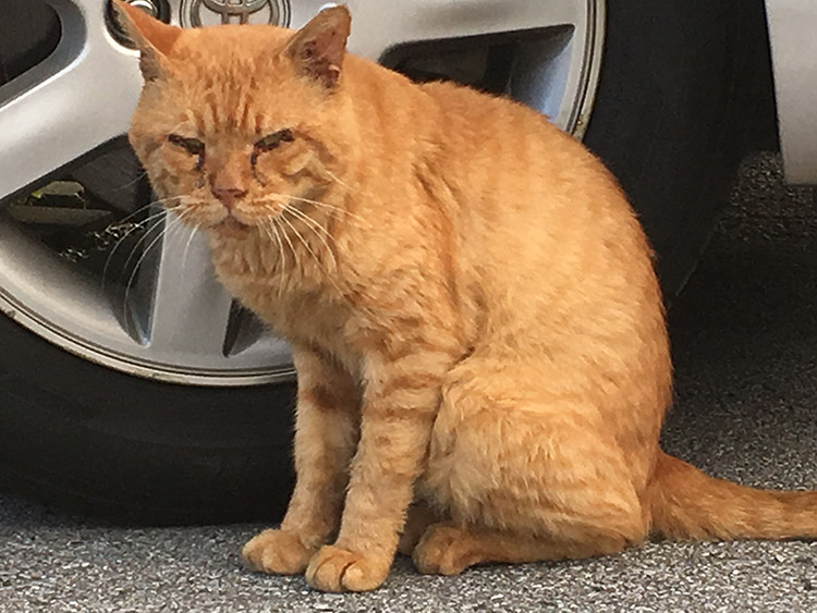 奥武山公園の猫