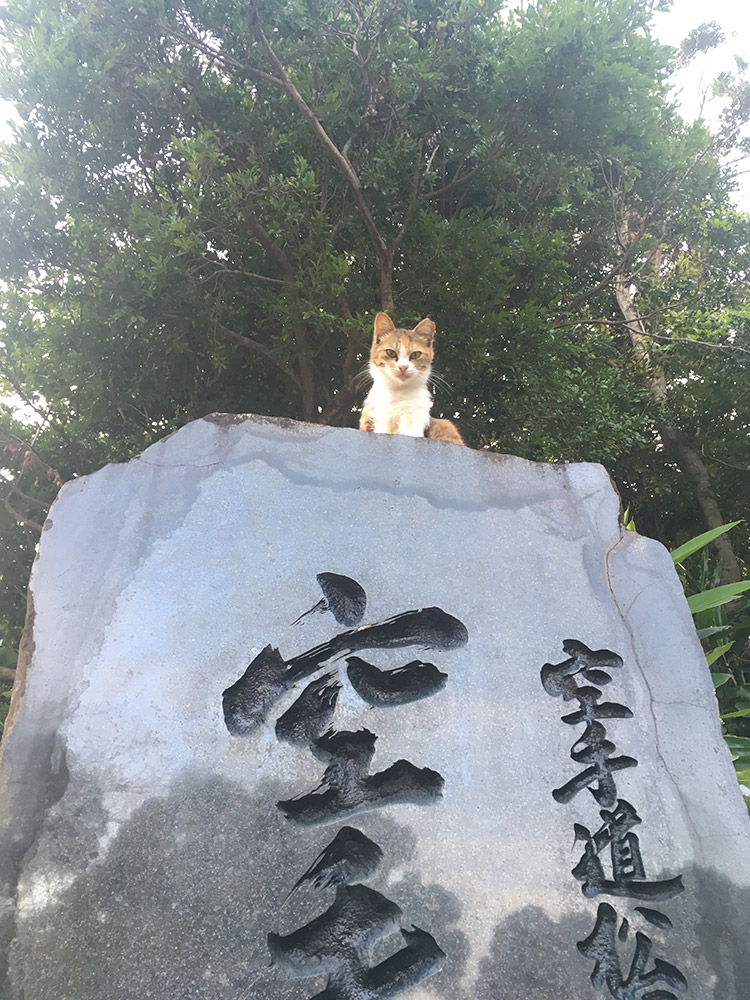 奥武山公園の猫