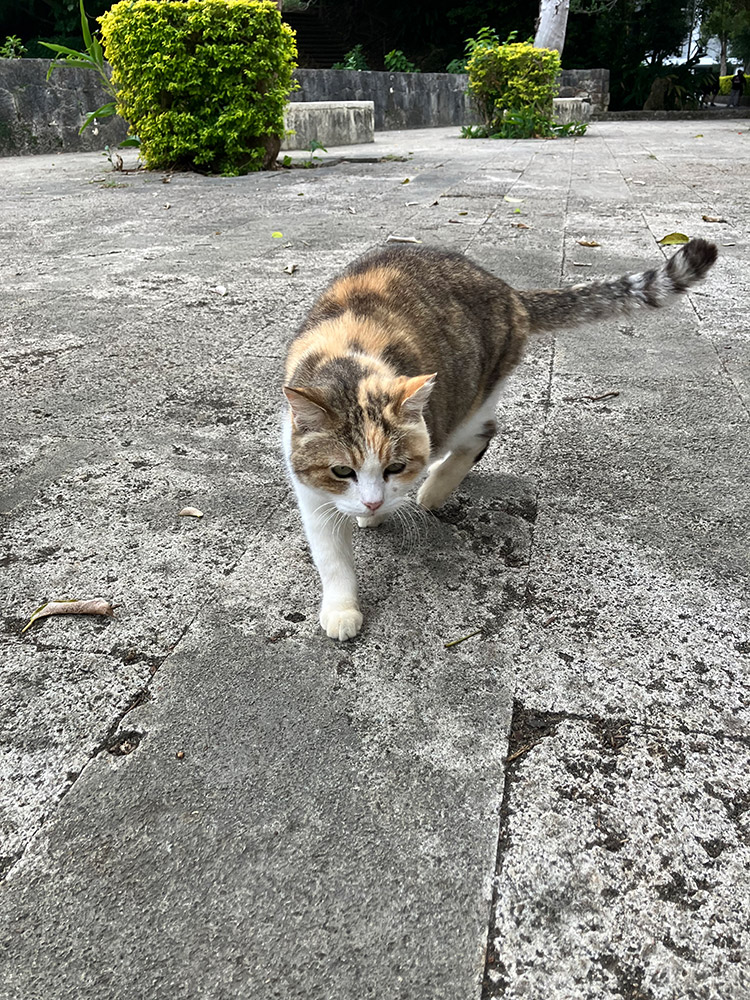 奥武山公園の猫