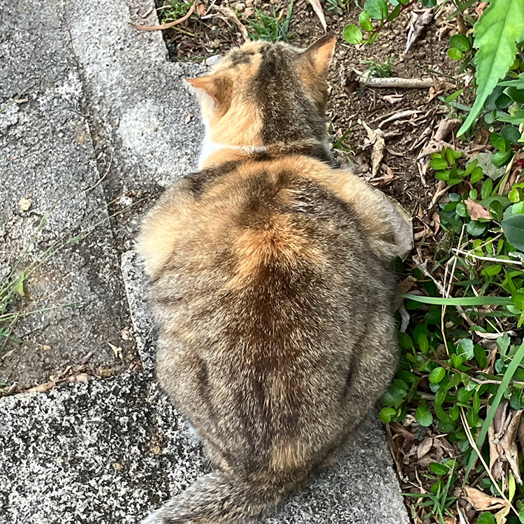 奥武山公園の猫