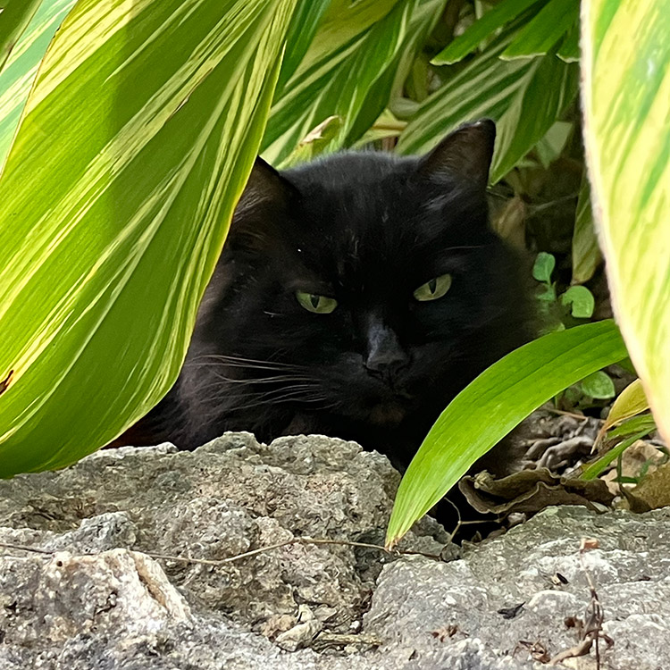 奥武山公園の猫