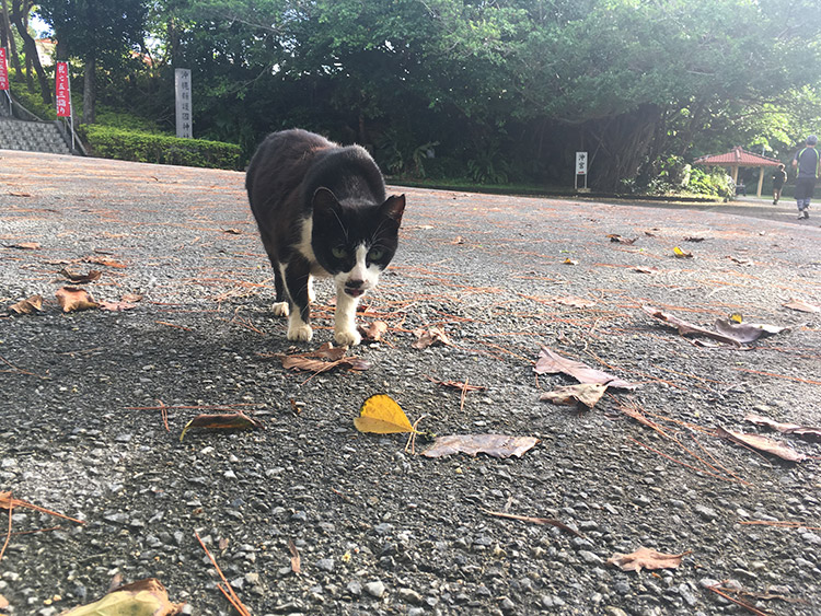 奥武山公園の猫