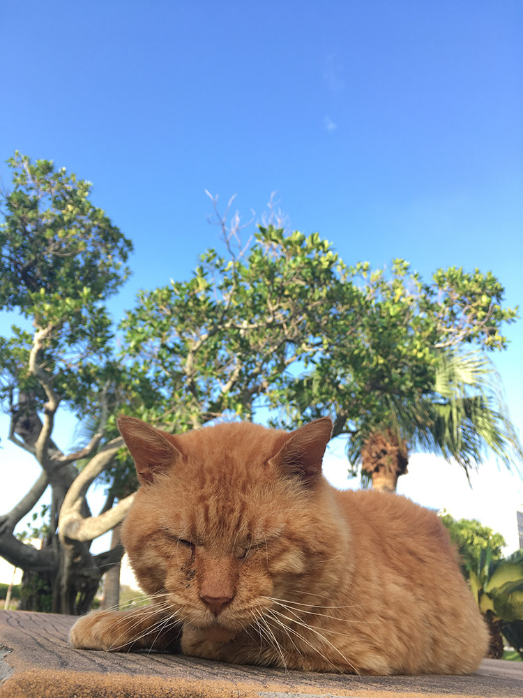 奥武山公園の猫