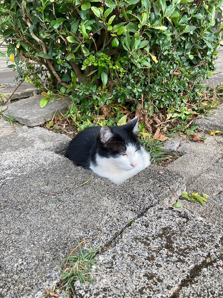 奥武山公園の猫