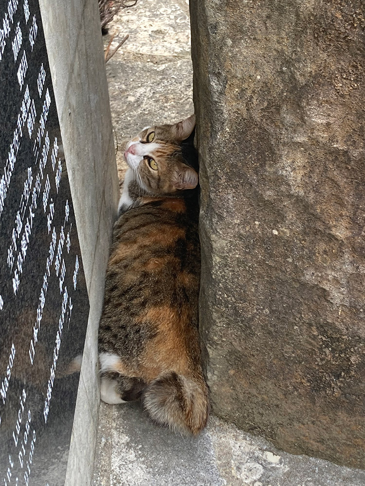 奥武山公園の猫
