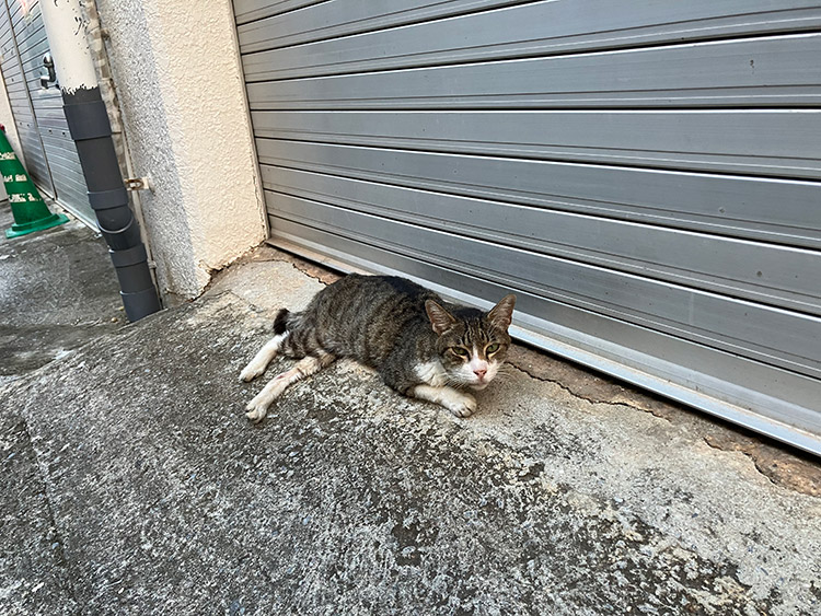 那覇の猫