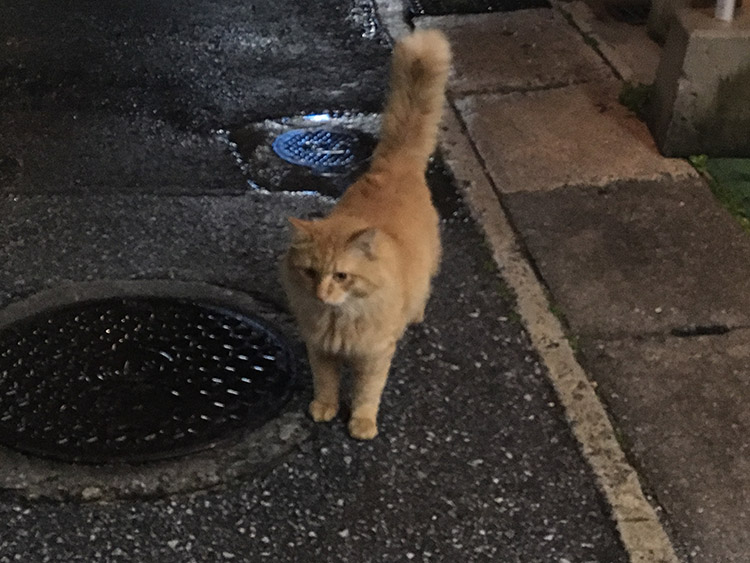 那覇の猫