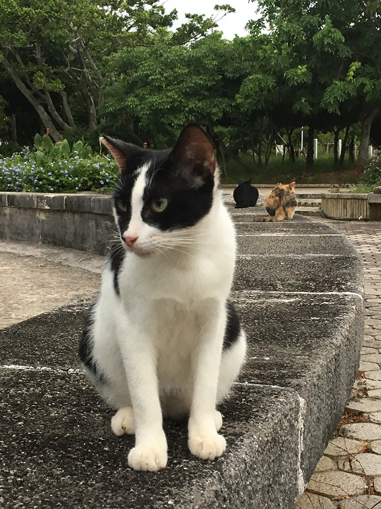 漫湖公園のニャンズ