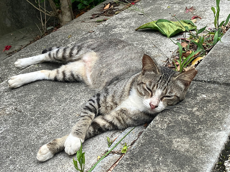 漫湖公園のニャンズ