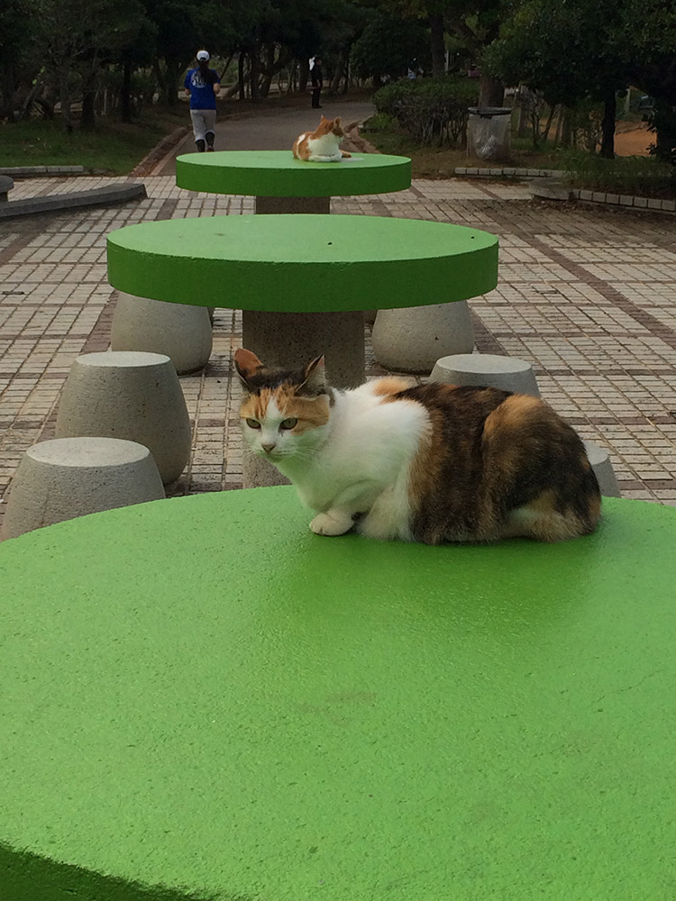 漫湖公園のニャンズ