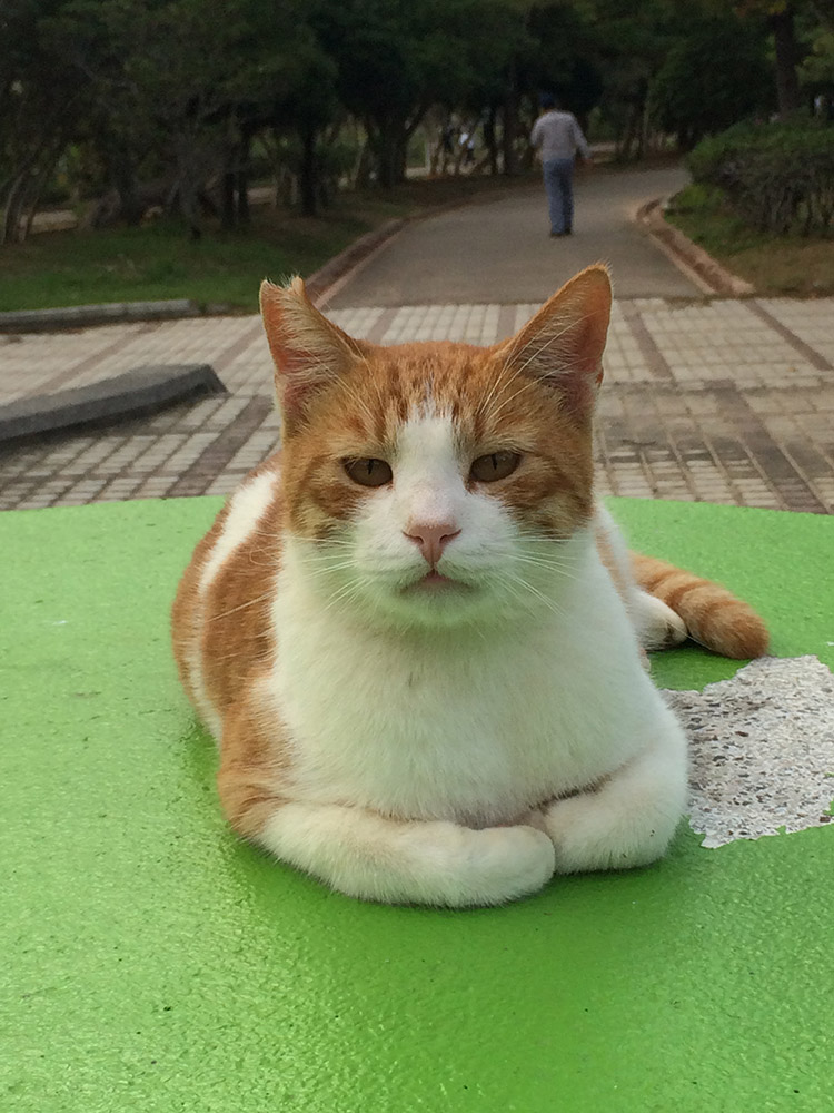 漫湖公園のニャンズ