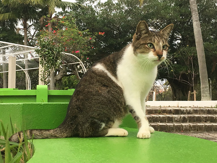 漫湖公園のニャンズ