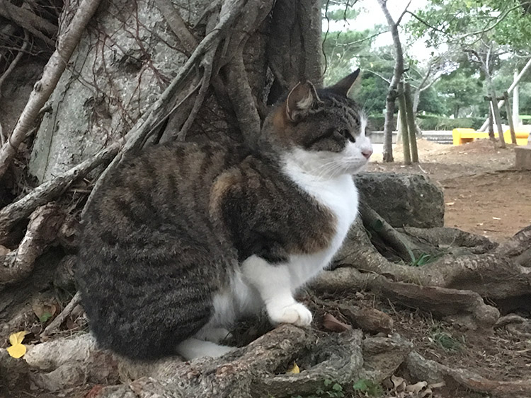 漫湖公園のニャンズ