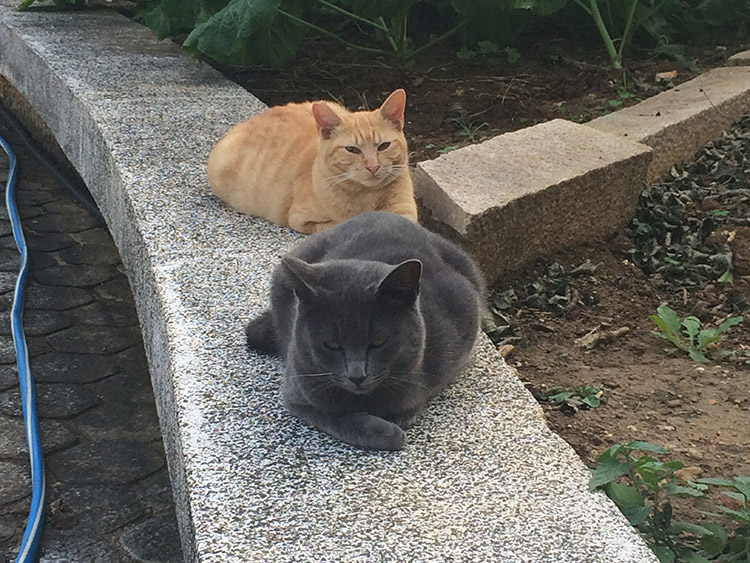 漫湖公園のニャンズ