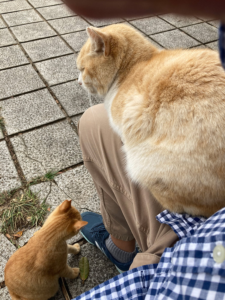 漫湖公園のニャンズ