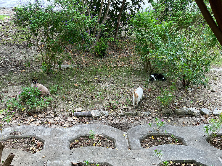 漫湖公園のニャンズ