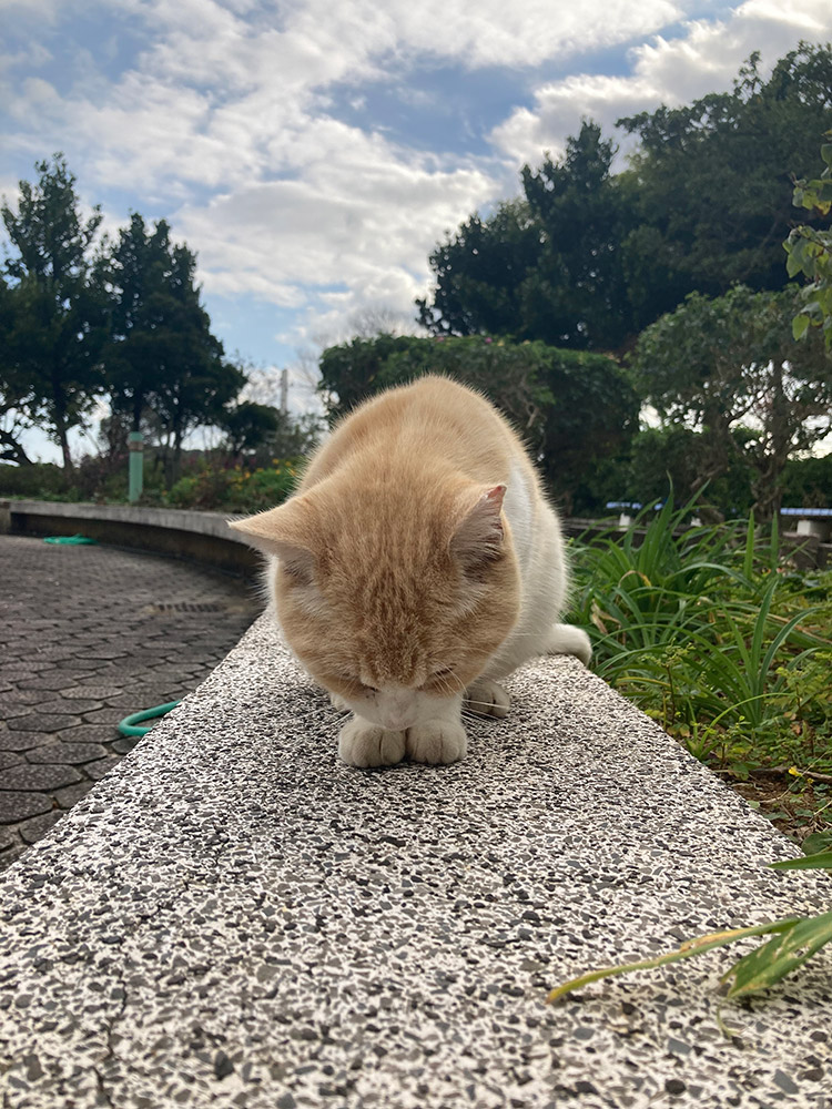 漫湖公園のニャンズ