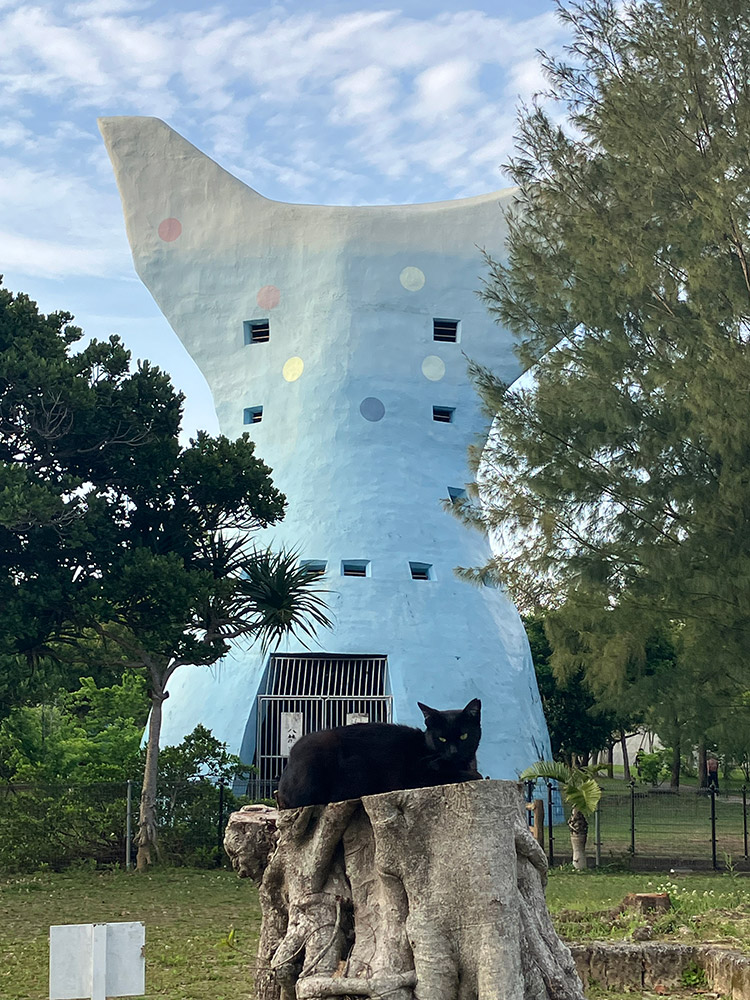 漫湖公園のニャンズ