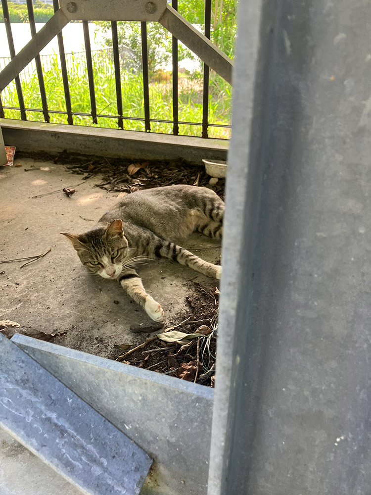漫湖公園のニャンズ