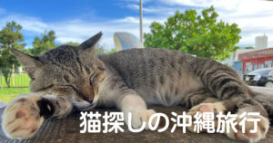 猫探しの沖縄旅行