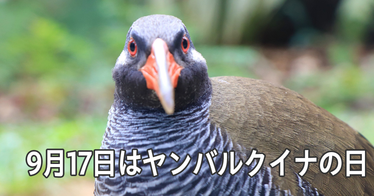 ヤンバルクイナの日